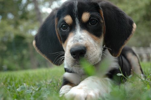 Border Beagle Collie X Just Because