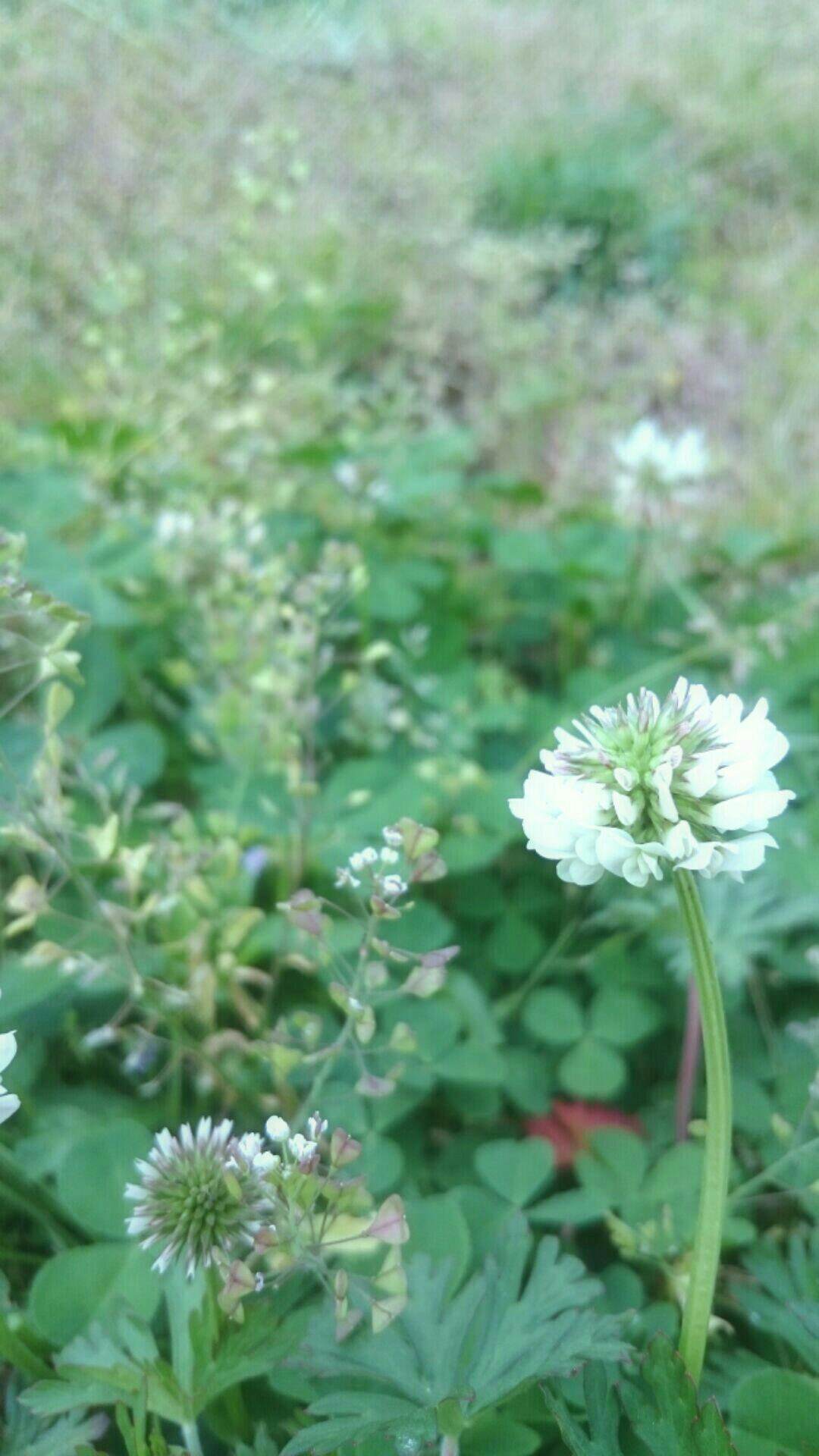 White clover flower wallpapersc iPhone7Plus