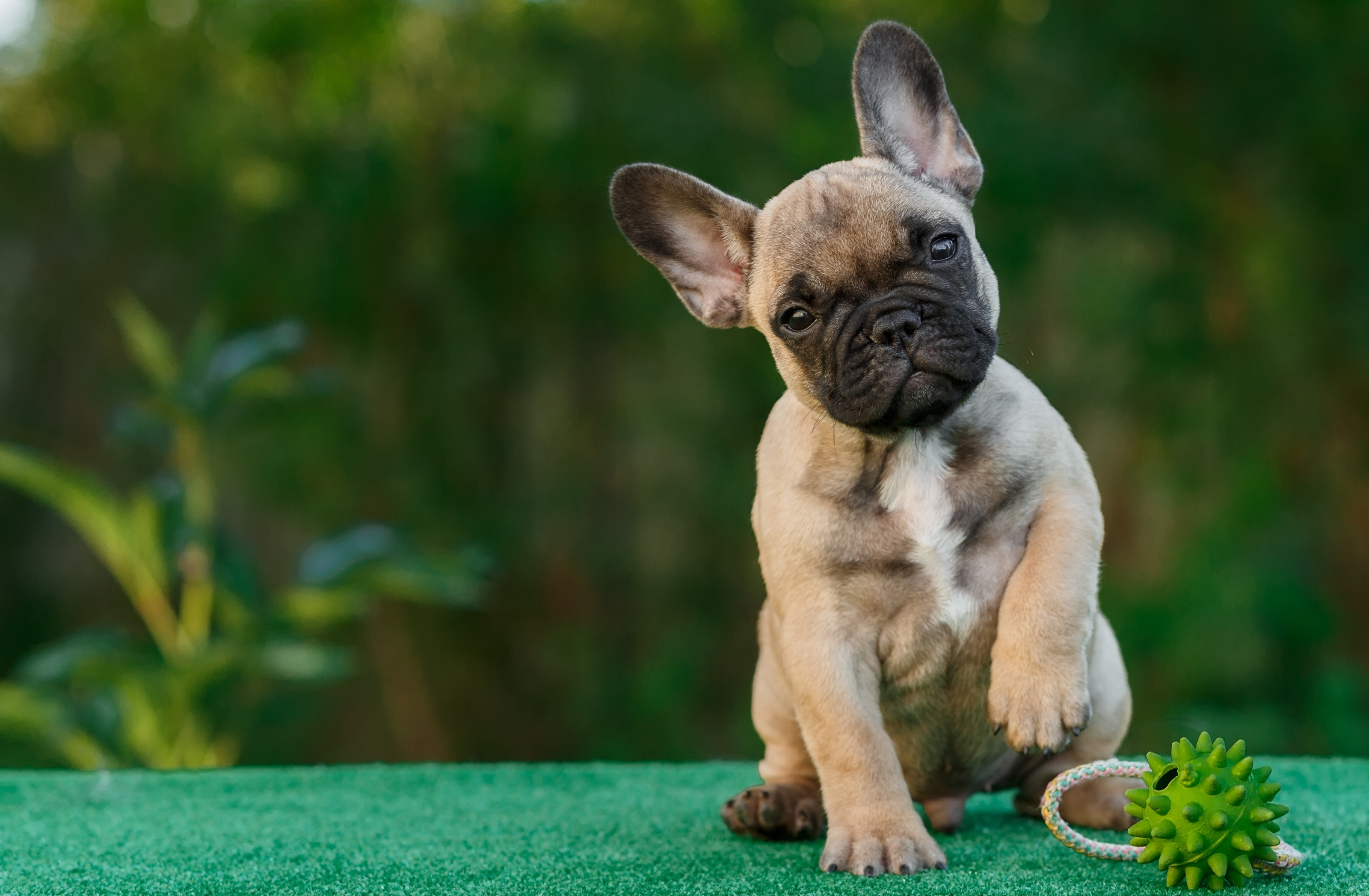 Adorable French Bulldog Puppy on Green Background