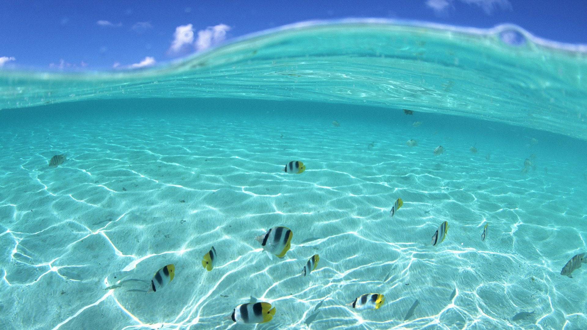 Hawaii Aquamarine Wallpaper Underwater Fish Sea Sky Old Wacco