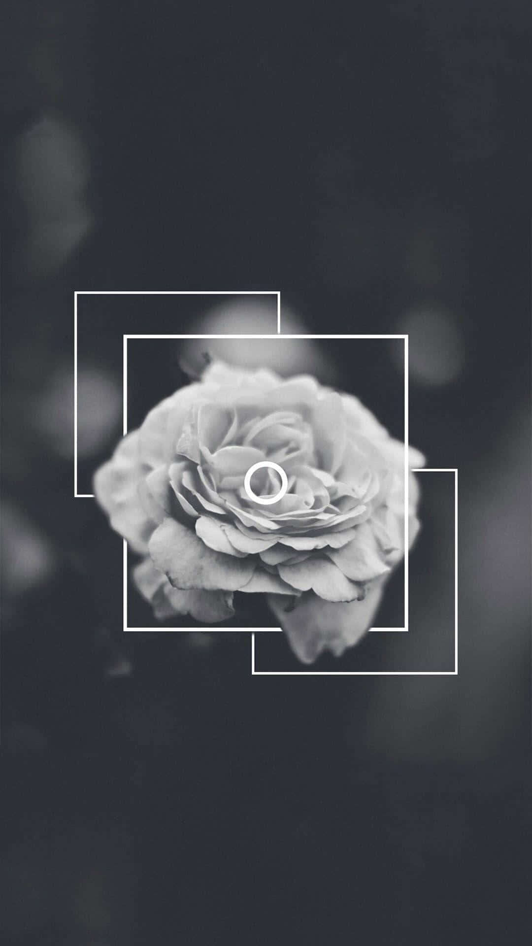Black And White Flower iPhone Wallpaper