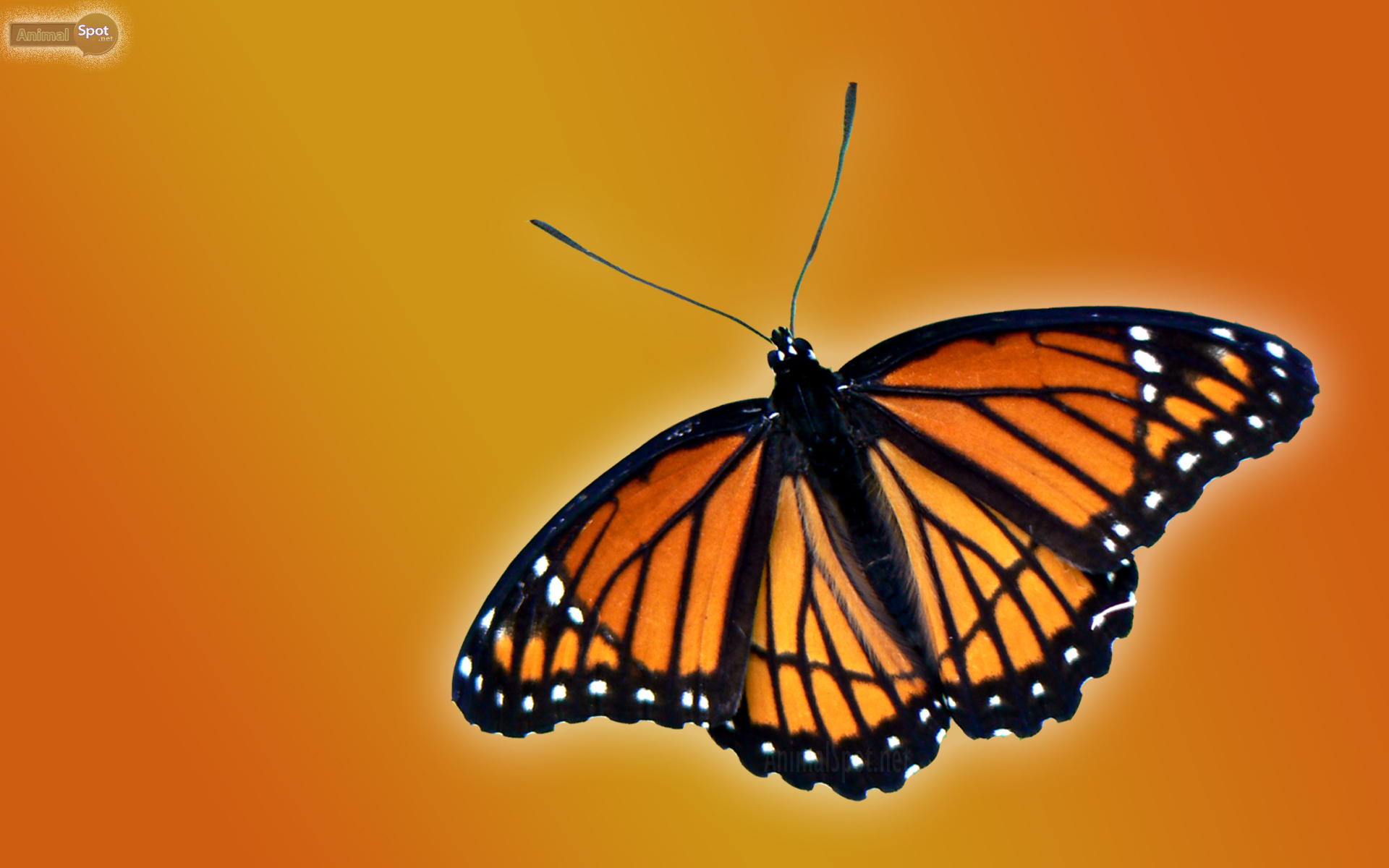 Best Butterfly Wallpaper And