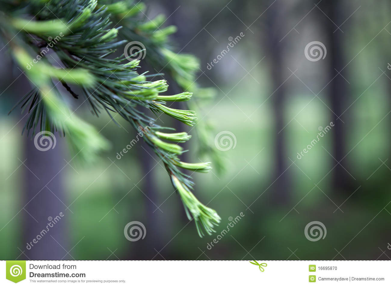 Pine trees with selective focus on one tree branch