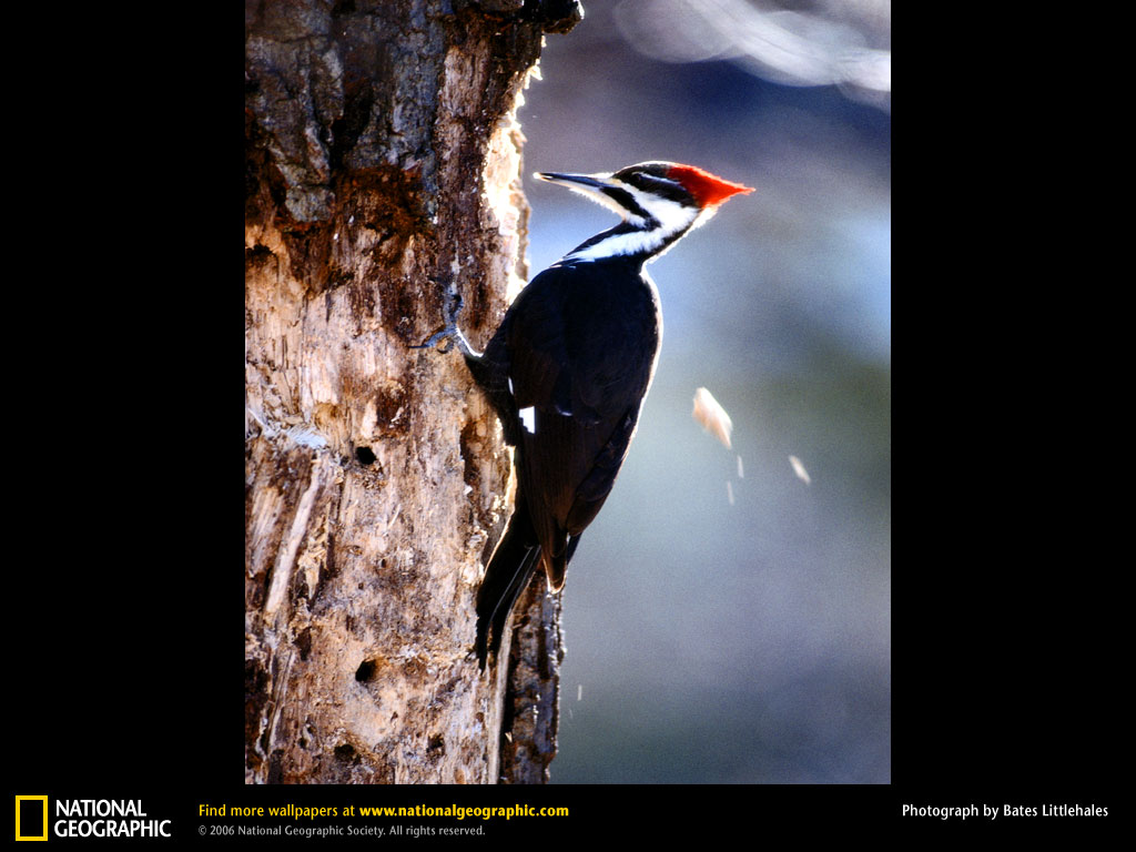 Woodpecker Picture Desktop Wallpaper