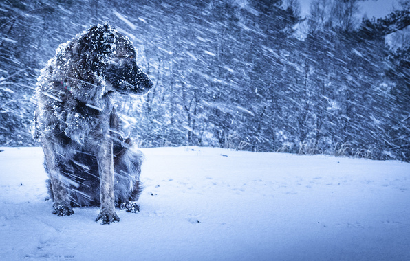 Wallpaper Dog Winter Blizzard Background
