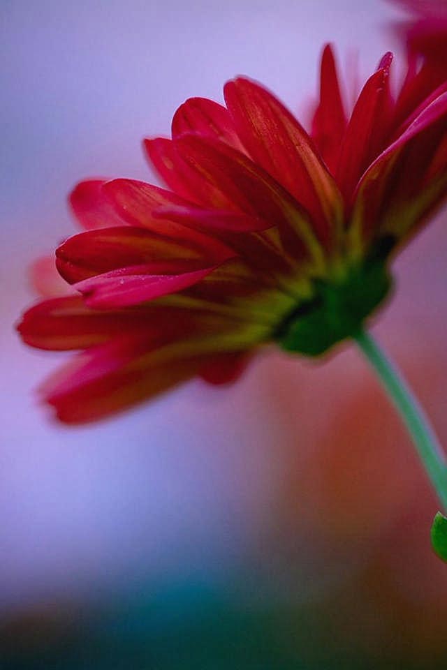 HD Flower Cell Phone Wallpaper For iPhone Background