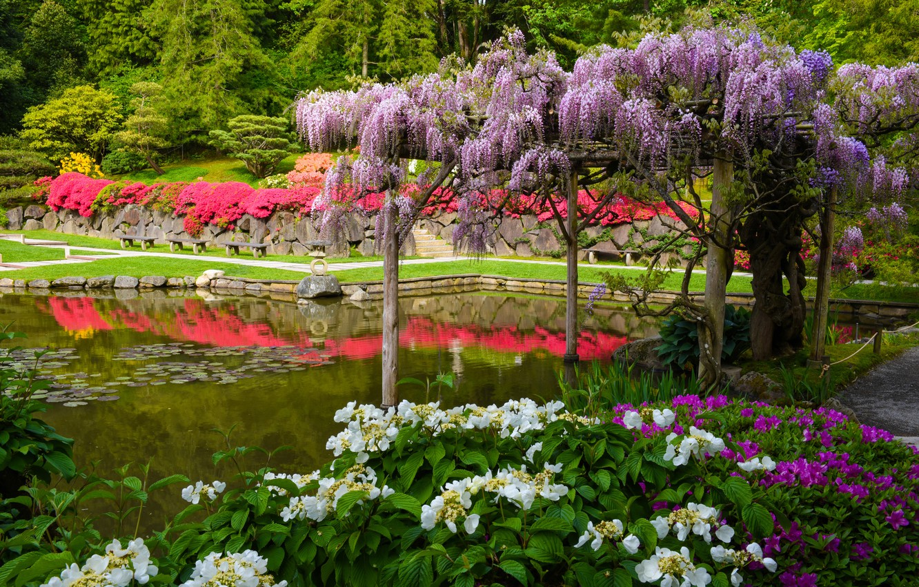 Wallpaper pond Seattle Japanese garden hydrangea Seattle