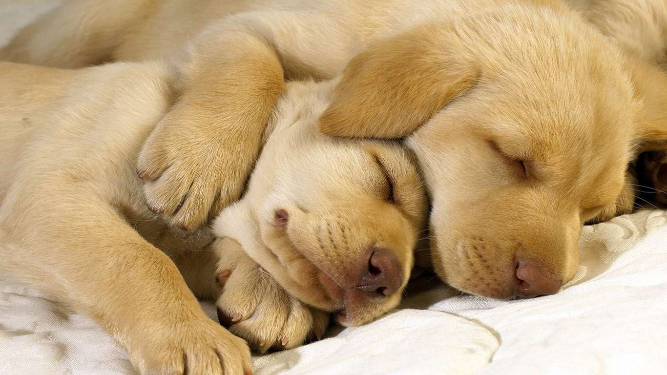 1080p Images: 1366x768 Hd Wallpapers Of Puppies