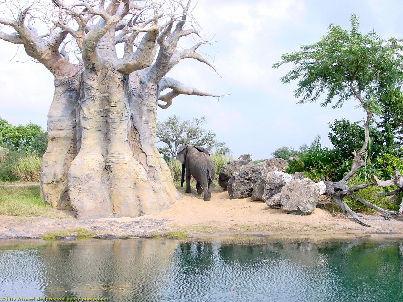 Animal Kingdom Wallpaper Background Picture For Your Puter