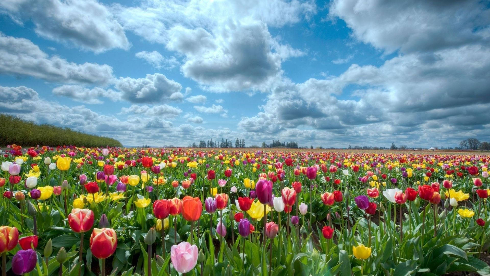 Flower HD Wallpaper