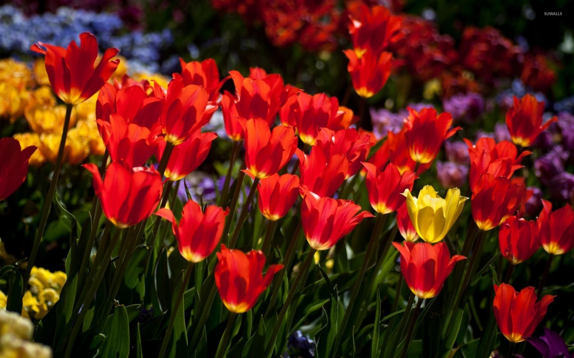 Red And Yellow Tulips Wallpaper Flower