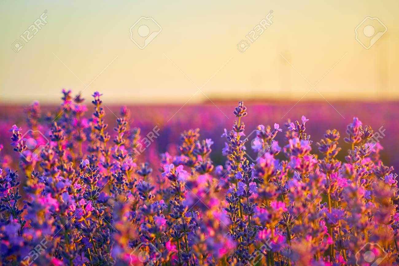 Bright Lavender Field At Sunset Abstract Background Ideal