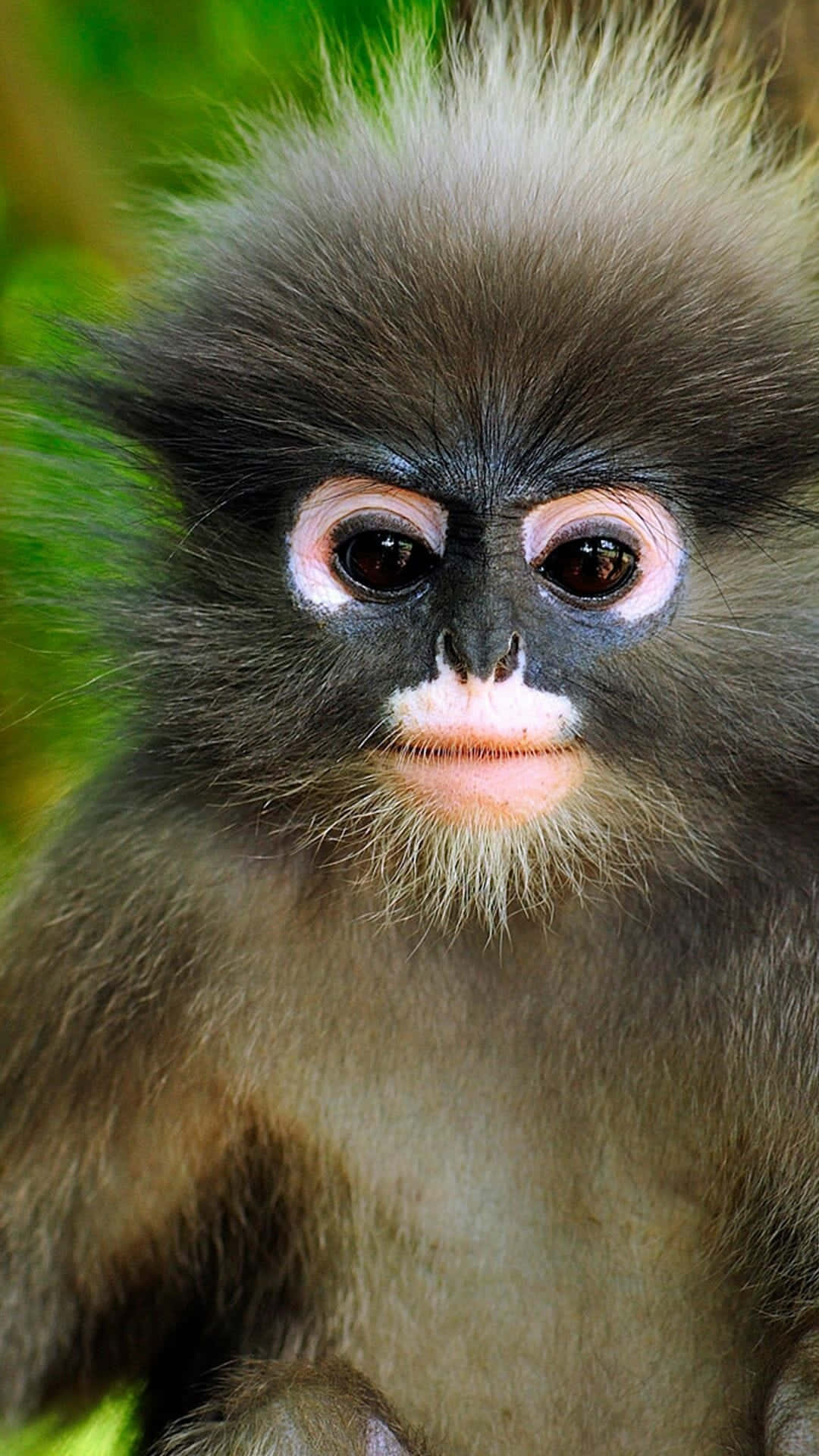 Monkey iPhone Wallpaper