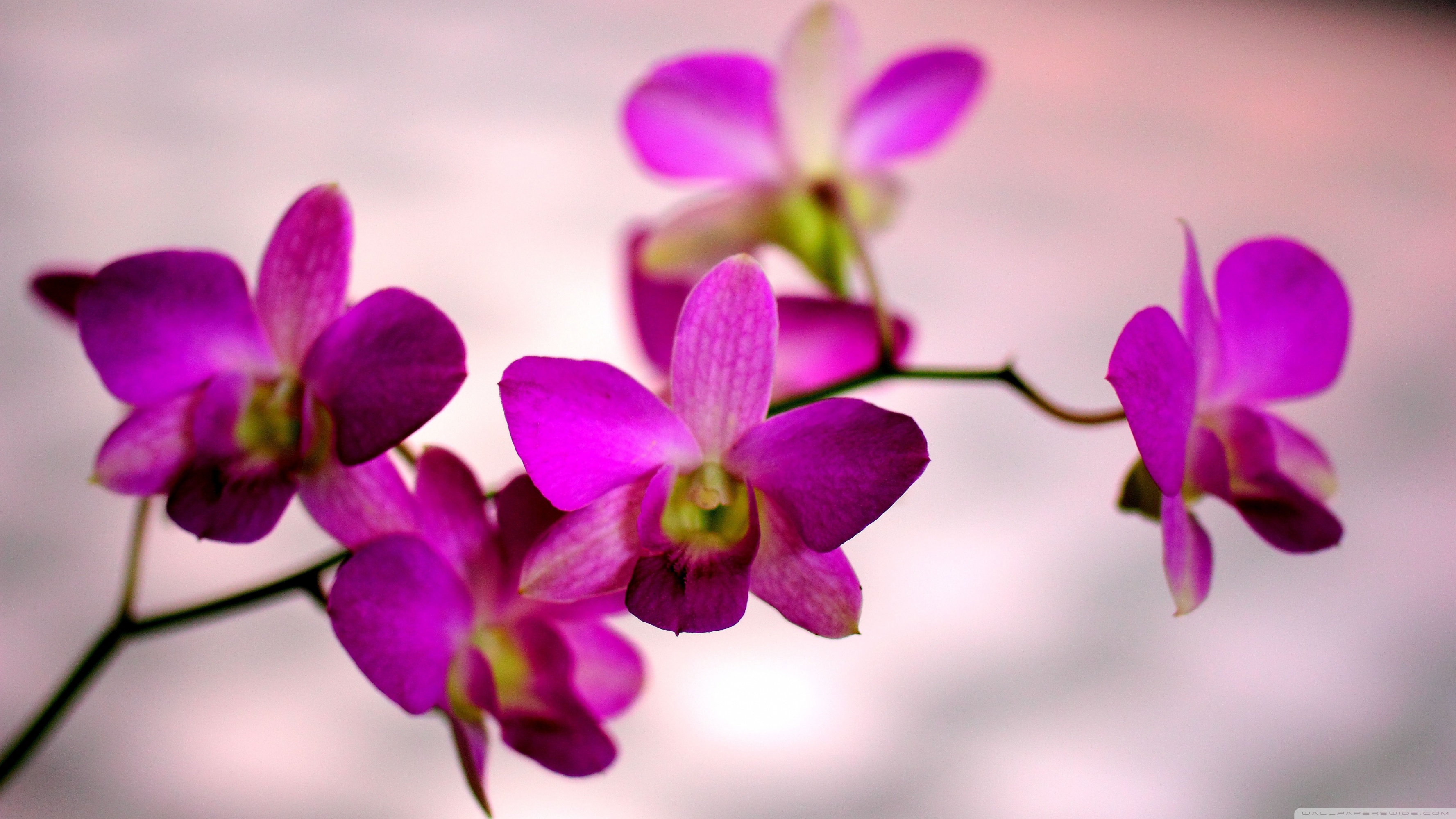 Orchid Color 4k HD Desktop Wallpaper For Ultra Tv Wide