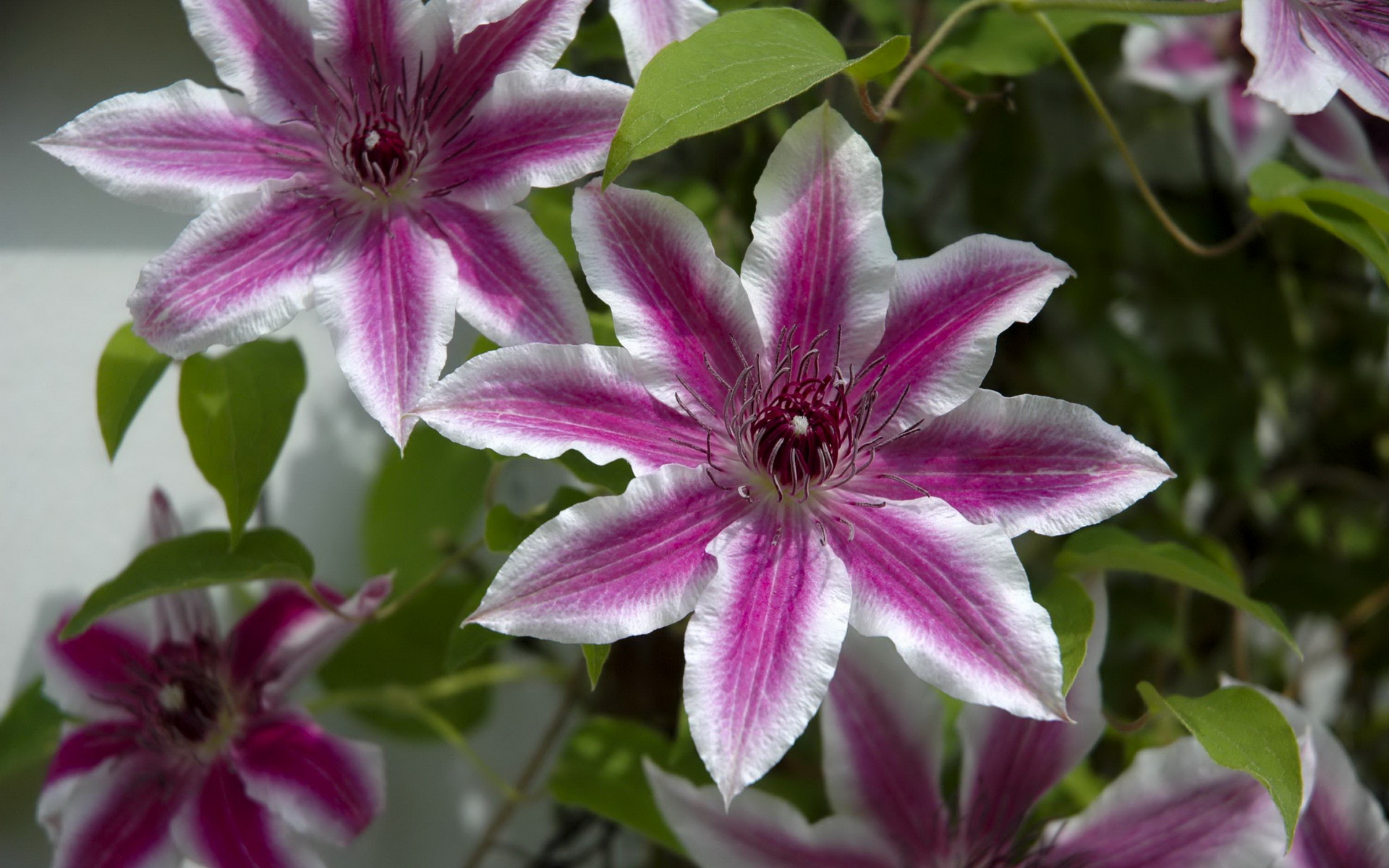 Clematis Wallpaper And Background Image