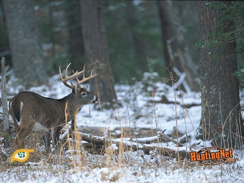 Deer Hunting Background