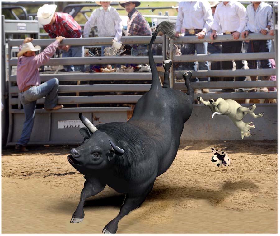 Bull Riding Wallpaper The Event