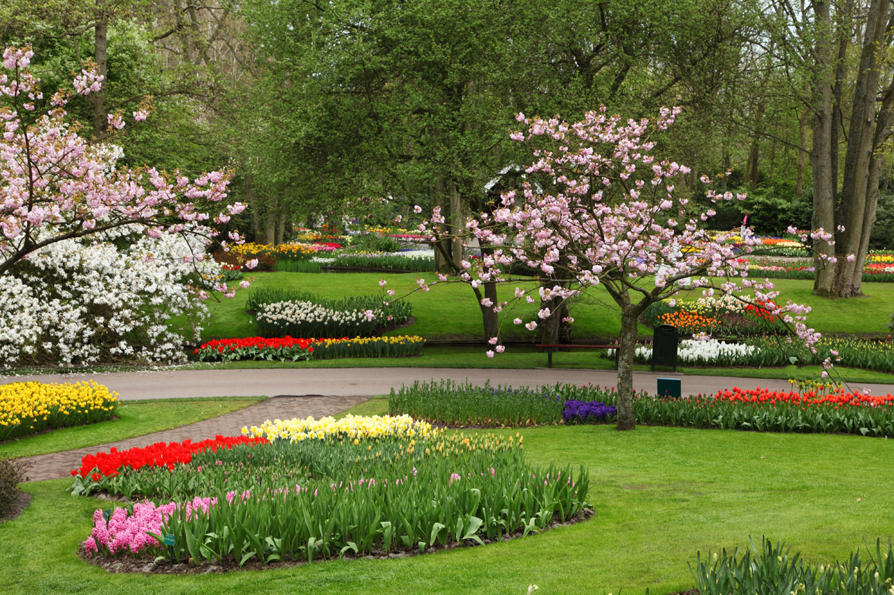 Deanne Morrison Flower Garden Background