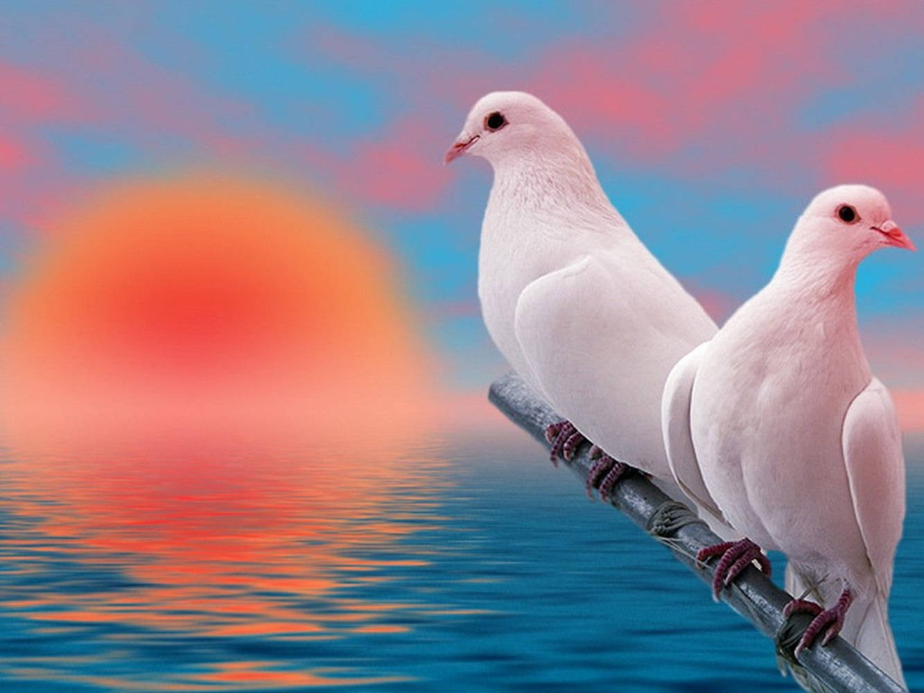White Doves At Sunset With Pastel Clouds Wq12awhjbr5jjw8c Wallpaper