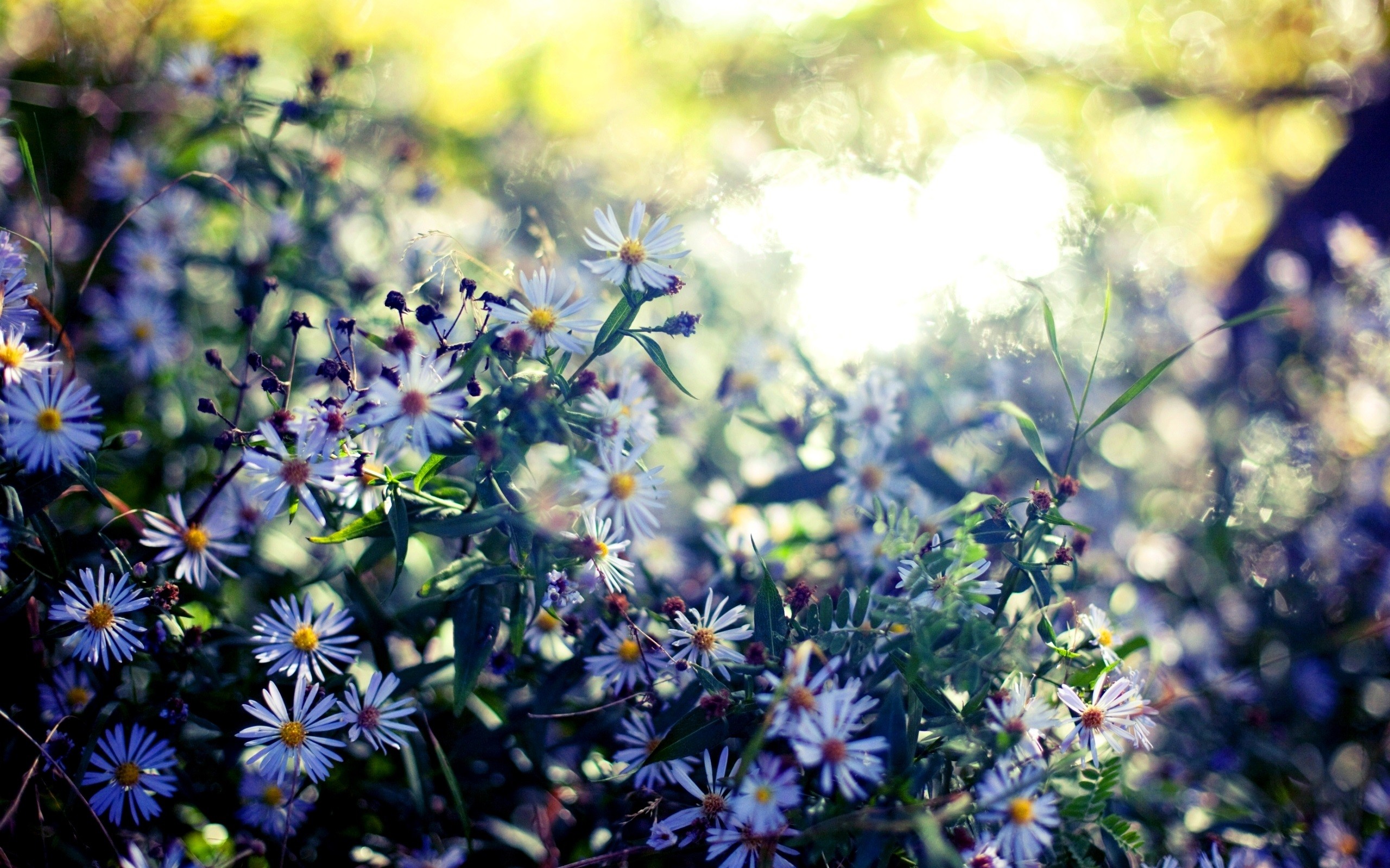 Amazing Wildflowers Wallpaper For Tablet