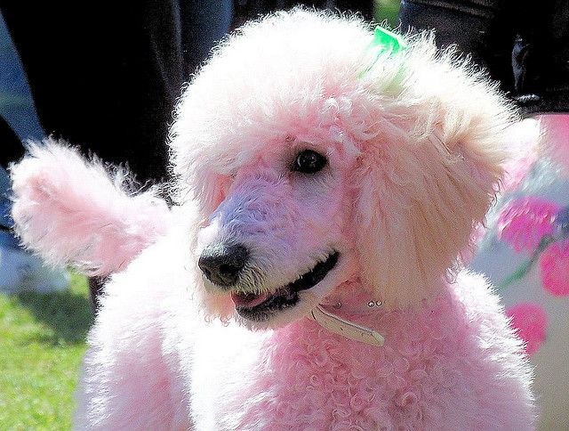 Pink Poodle I Wish Took That