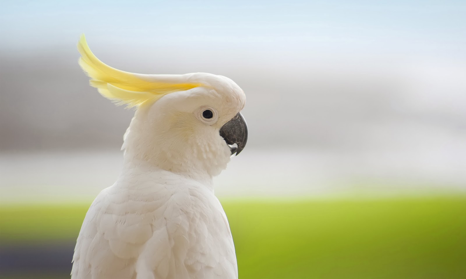 Cockatoo Modern 4k Ultra HD Wallpaper Bsnscb