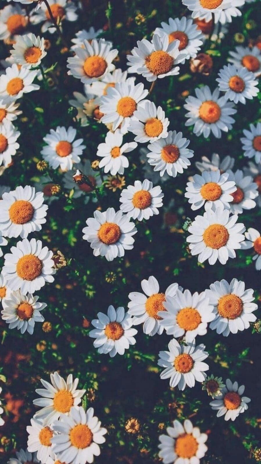 Flower Wallpaper Soft