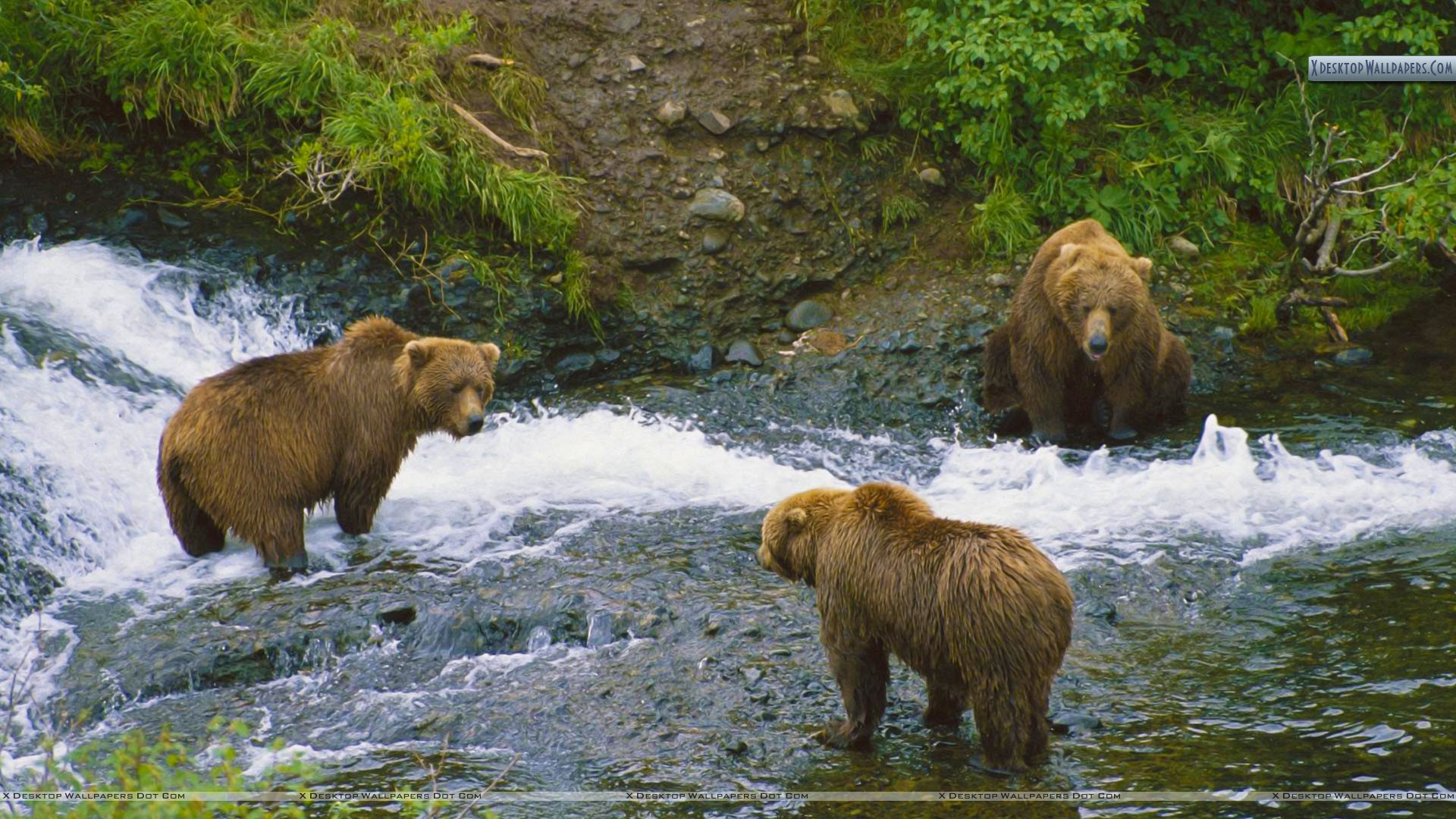 Meeting Of Minds Brown Bears Alaska Wallpaper