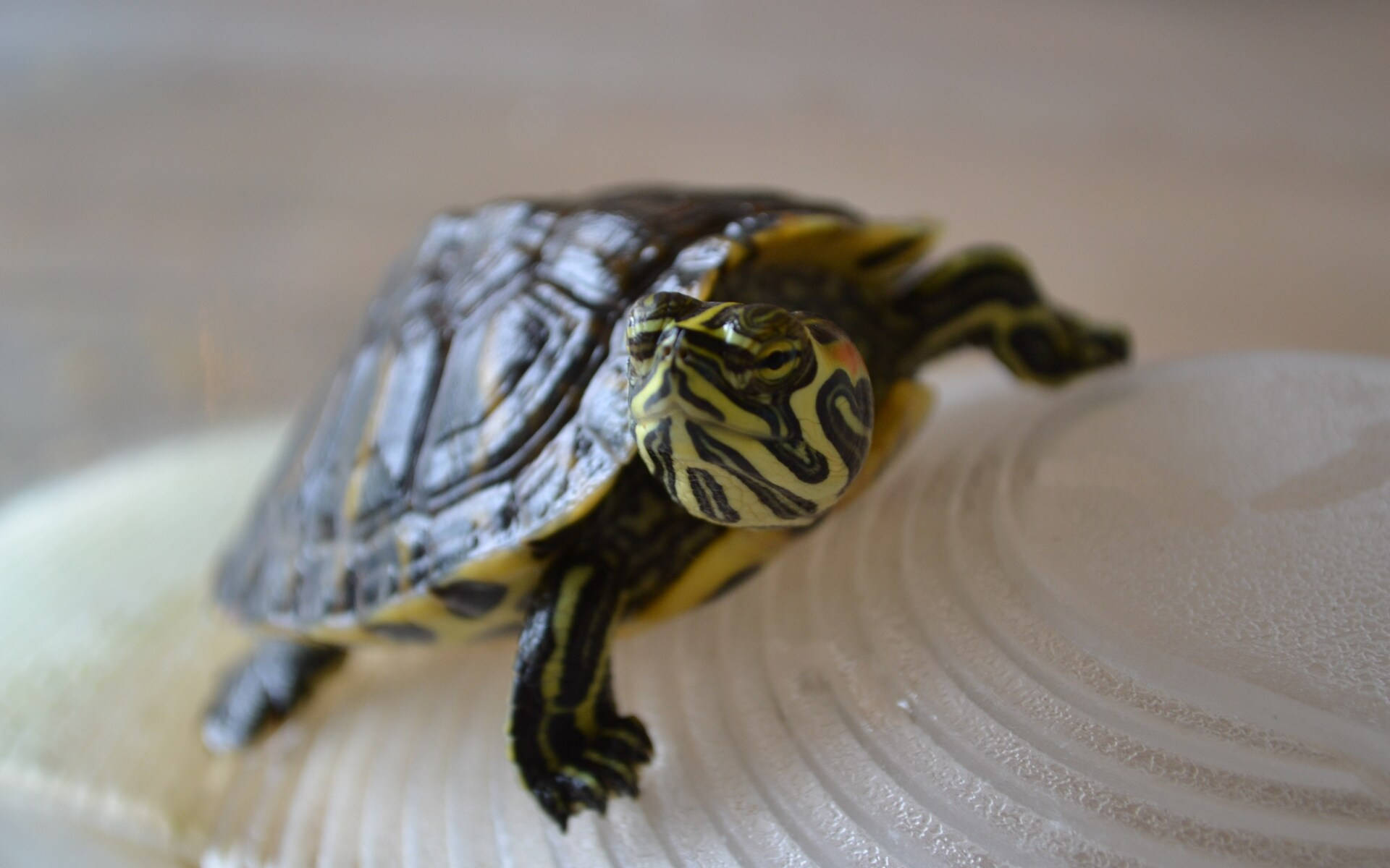 Top Cool Turtle Wallpaper Full HD 4k To Use