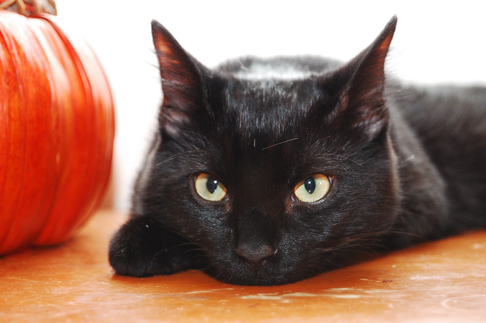 Halloween Protecting Your Black Cats Fixnation