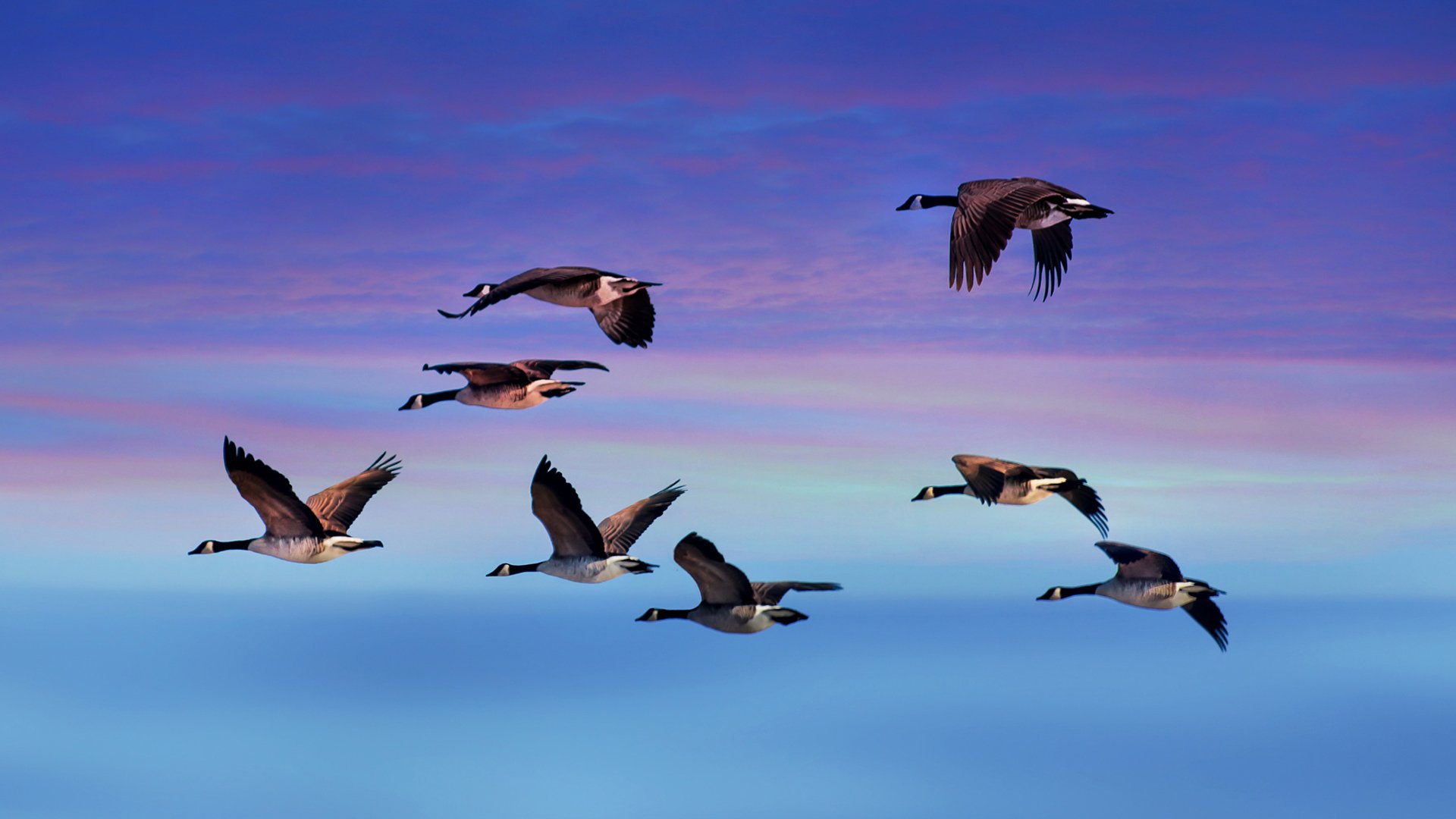 Sunset Sky Flying Goose Animal Canada HD Wallpaper