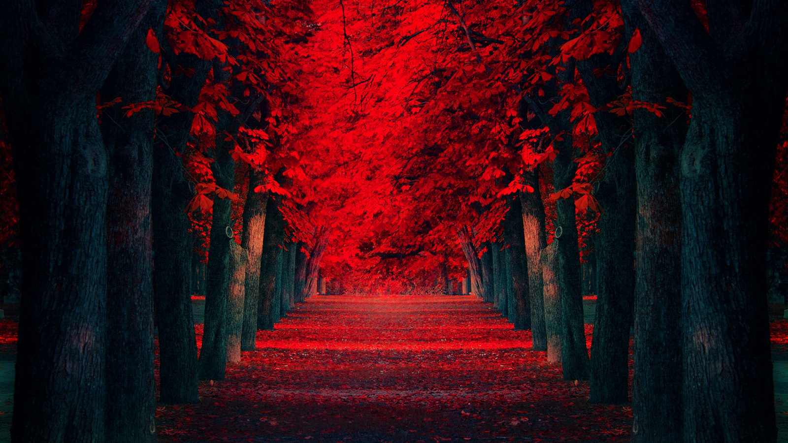 Red Leaves Covered Road Beautiful Autumn Landscape Wallpaper