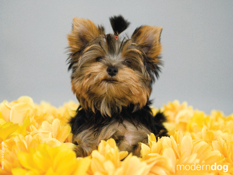 Puppies Modern Dog Wallpaper Magazine