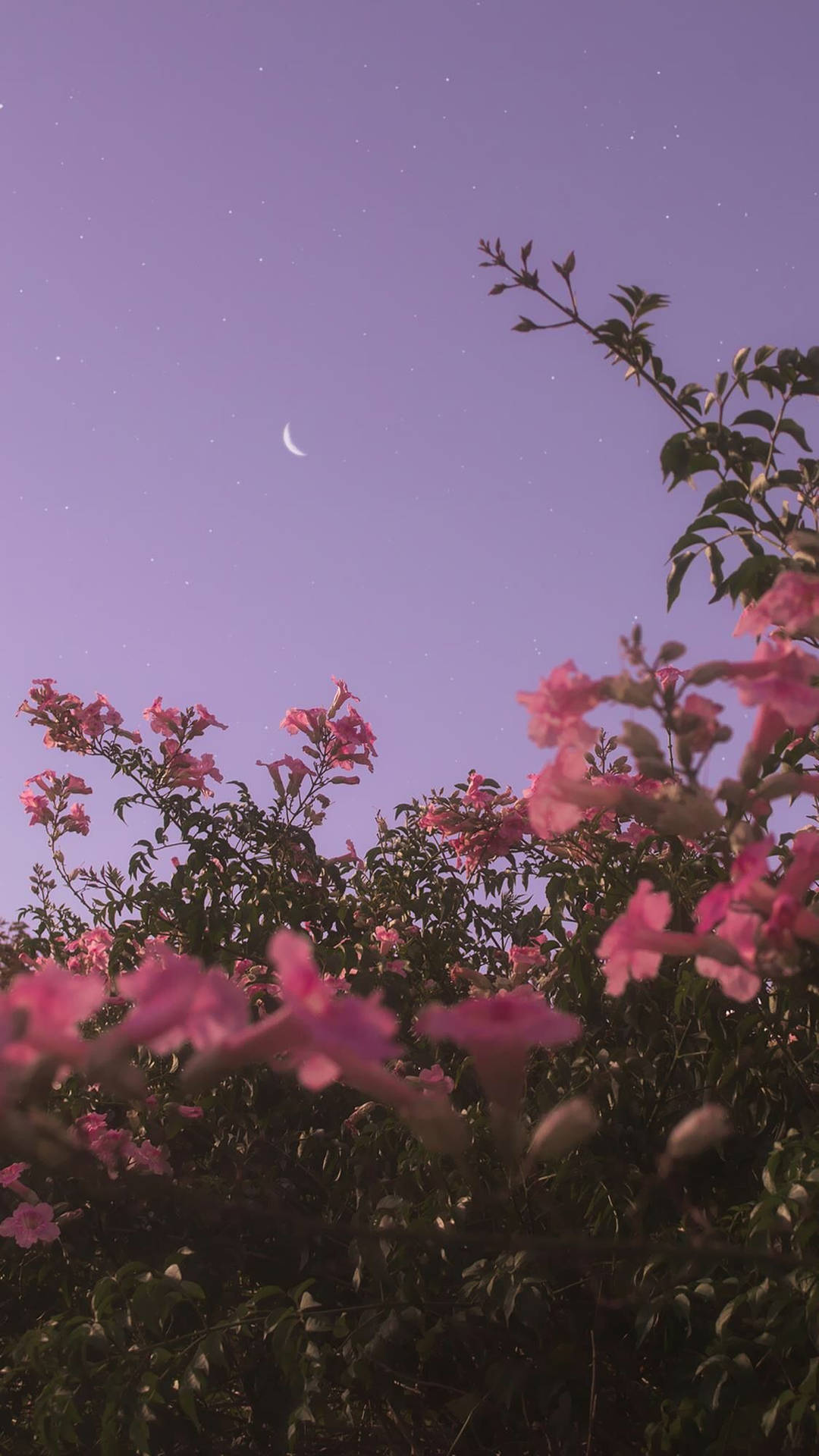 Pink Flowers Wallpaper