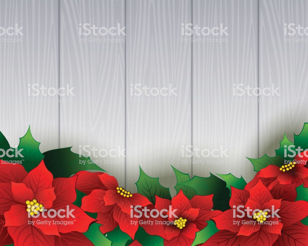 Poinsettia Background Stock Vector Art More Image Of