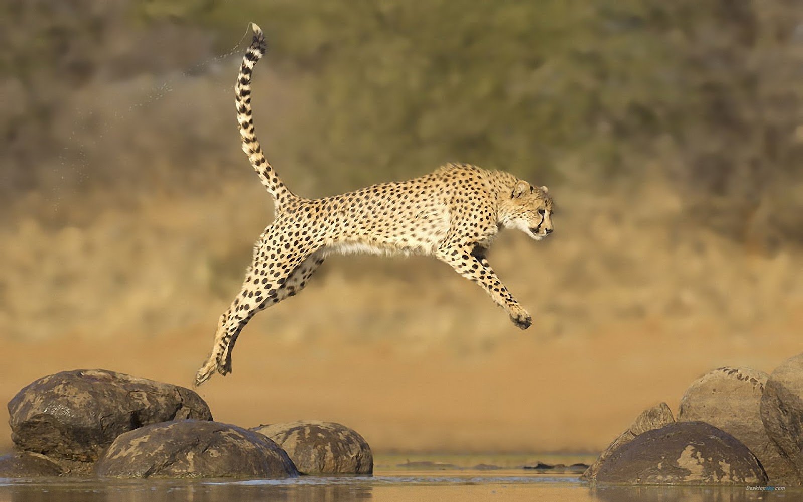 All About Animal Wildlife Cheetah Cool HD Wallpapers