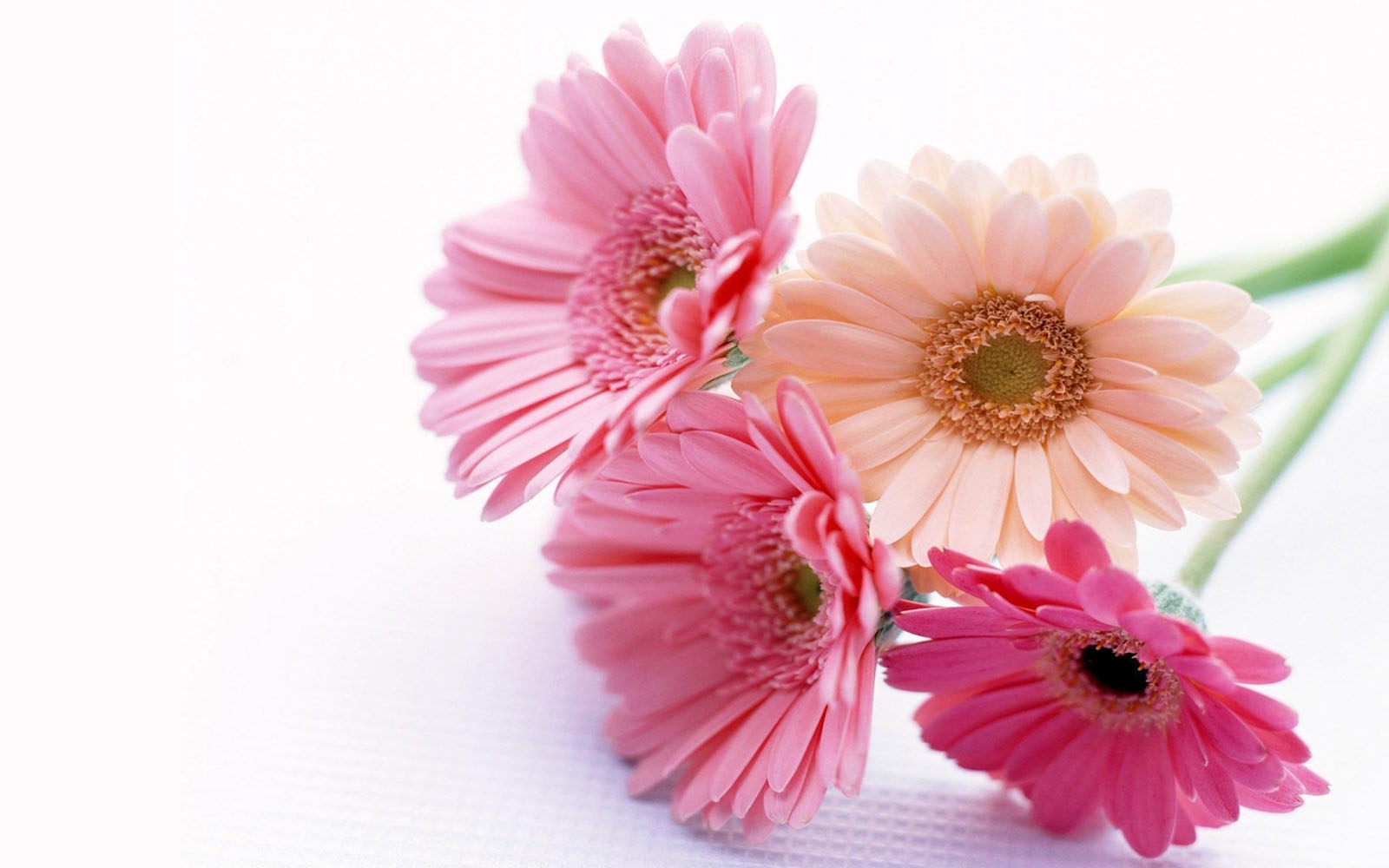 Tag Gerbera Flowers Wallpaper Background Photos Imageand