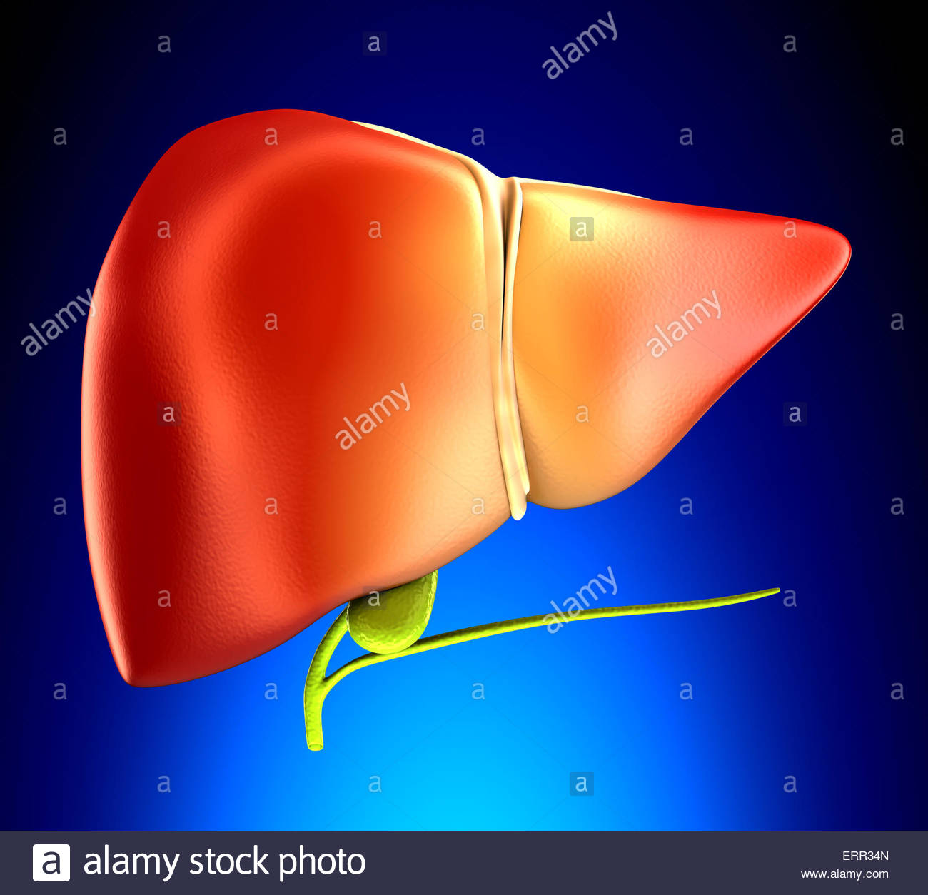 Real Healthy Liver Stock Photos Image
