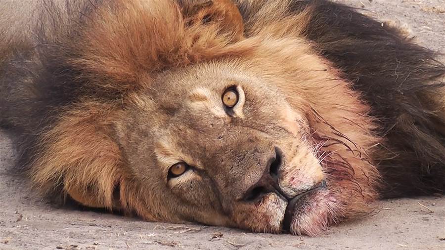 Cecil The Lion Airlines Ban Hunters Big Game Trophies Amid Outrage
