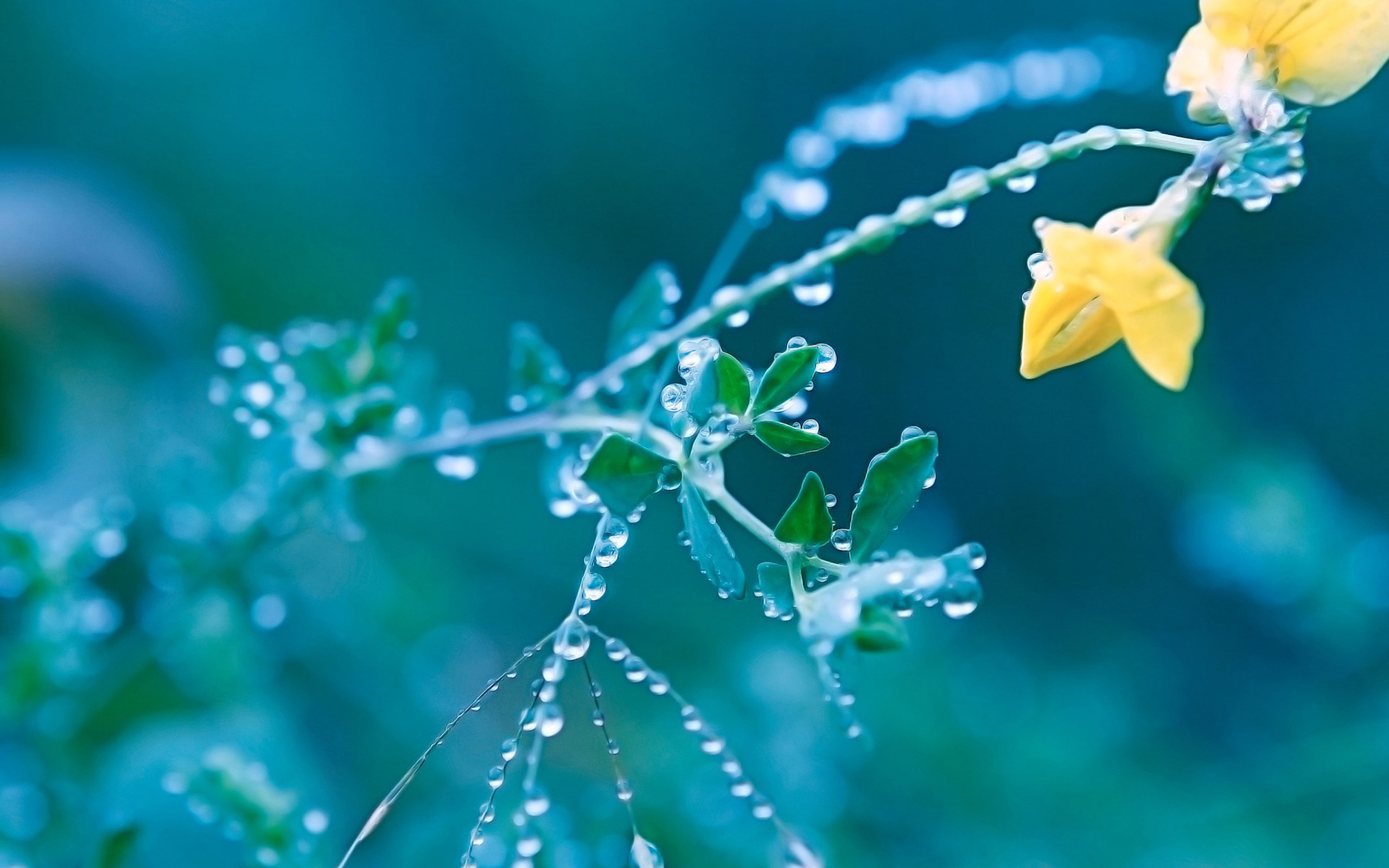 Drop Of Water In Yellow Spring Flowers Wallpaper For Puter Desktop