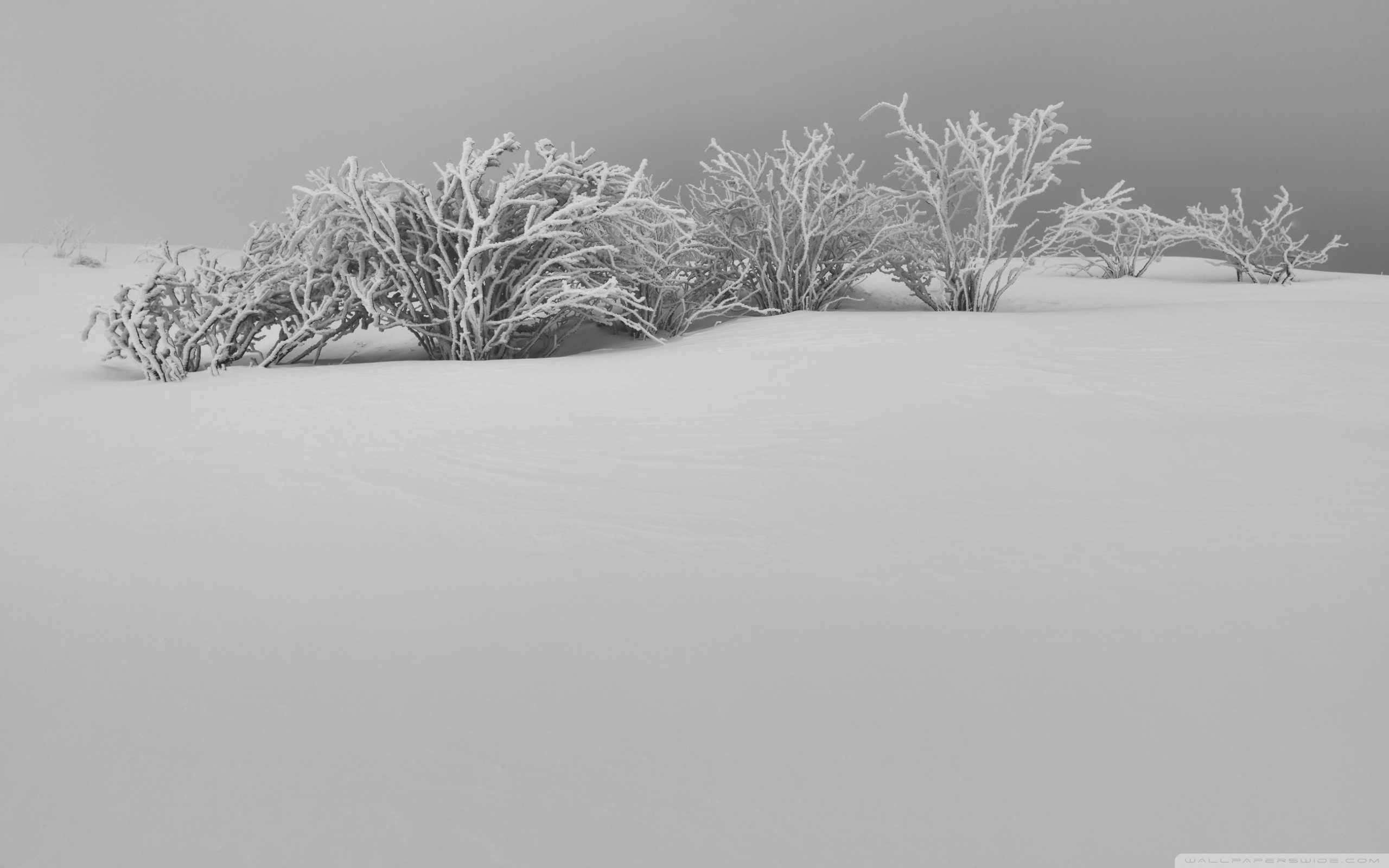 Winter White Snow Aesthetic Black And 4k HD
