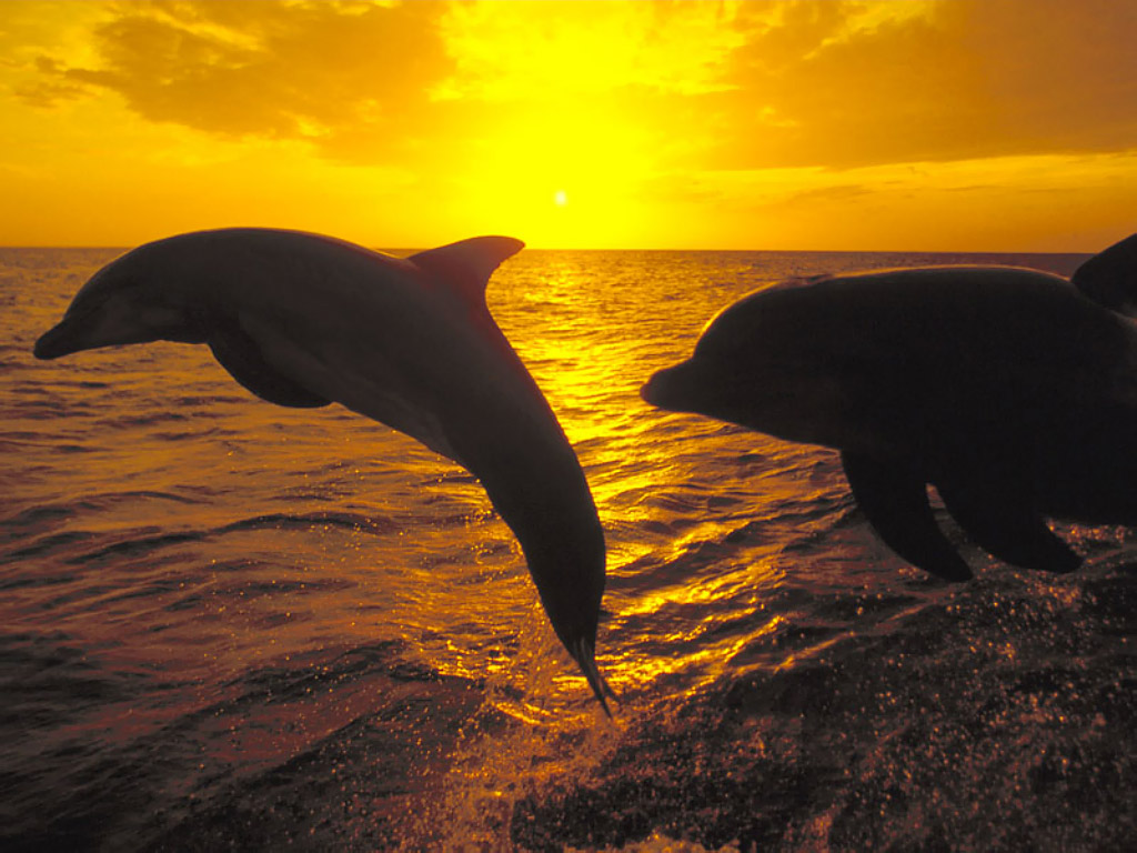 Pink Dolphin Wallpapers  All Resolutions 1024x768