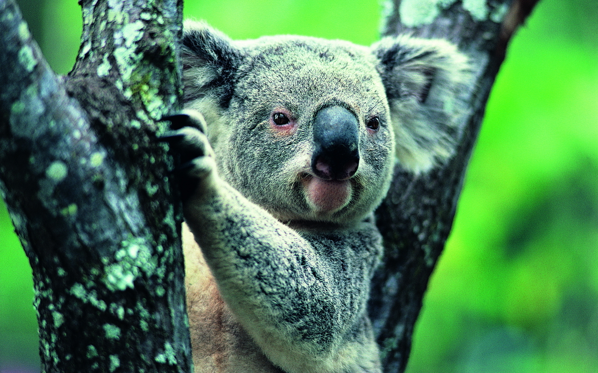 Koala On A Branch Wallpaper And Image Pictures Photos
