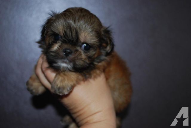 Tiny Imperial Red Black And Cream Shih Tzu Puppy Little