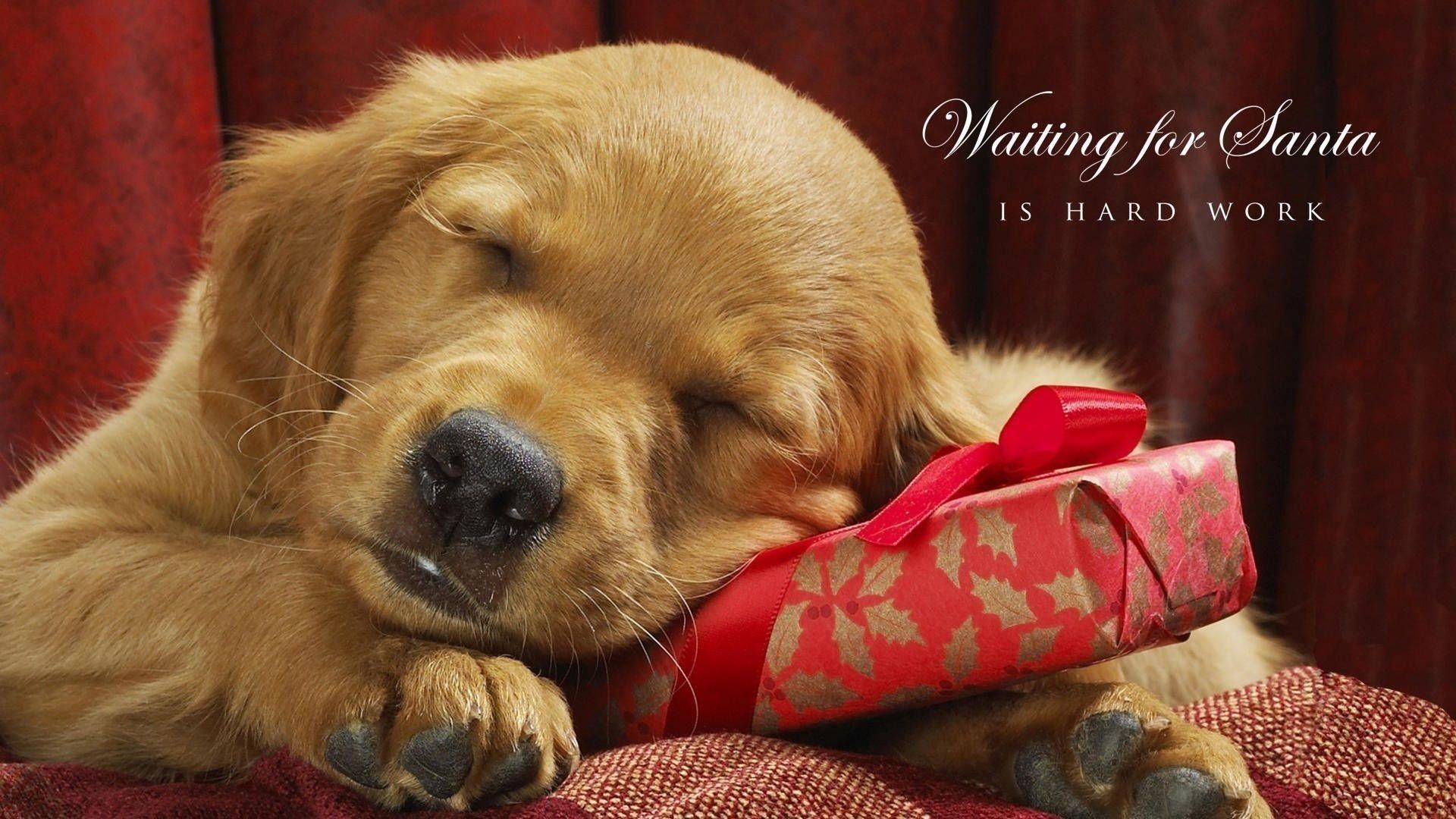christmas animals blingee Puppy Christmas Wallpapers   Wallpaper
