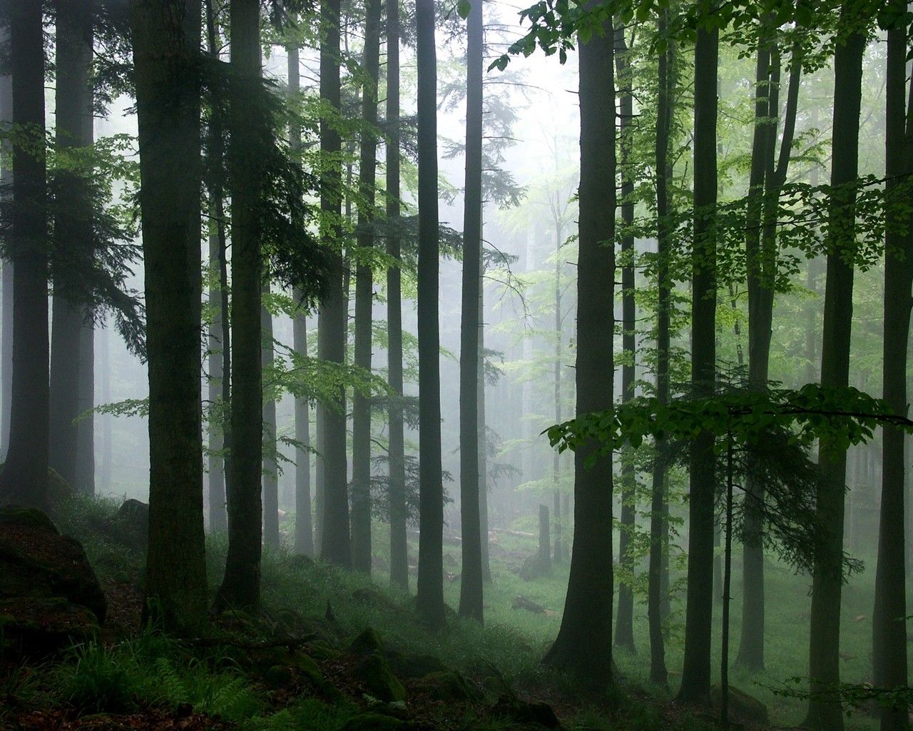 Rainforest High Definition Desktop Wallpaper HD Nature