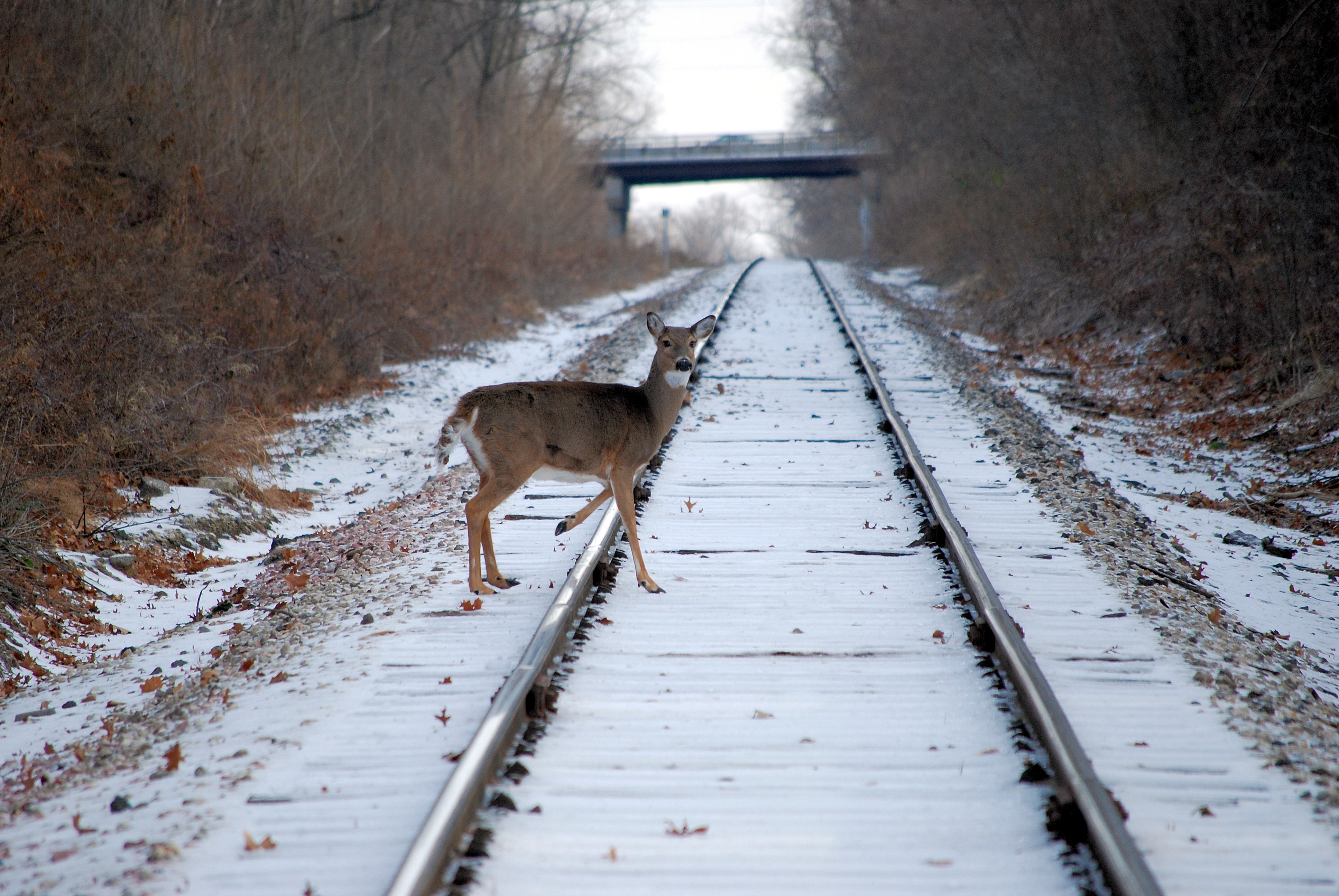 Deer animal deer nature railroad snow
