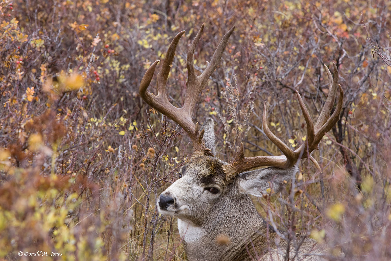 Url Picstopin Mule Deer Photography Wallpaper