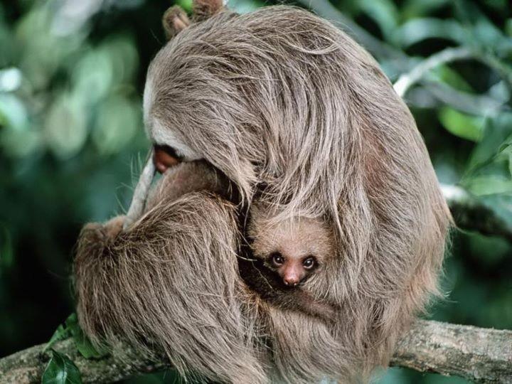 Sloth Hug