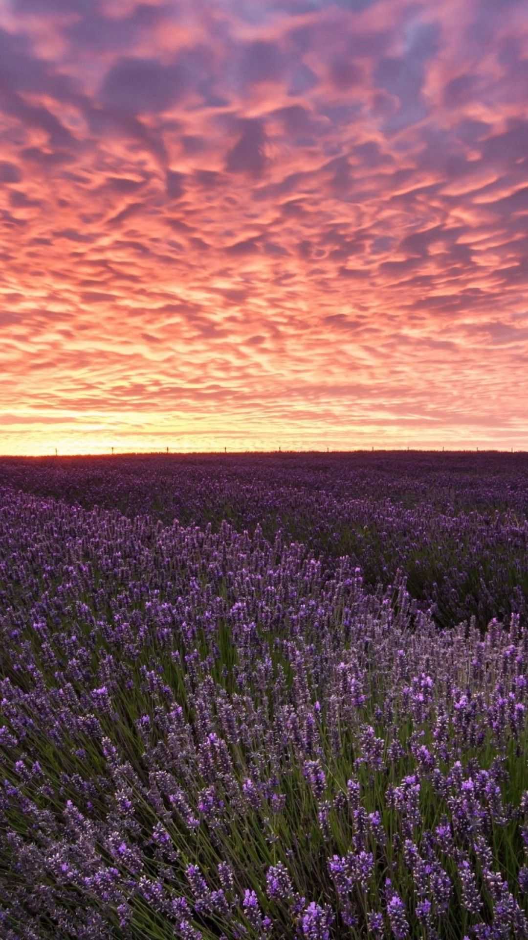 Lavender Wallpaper